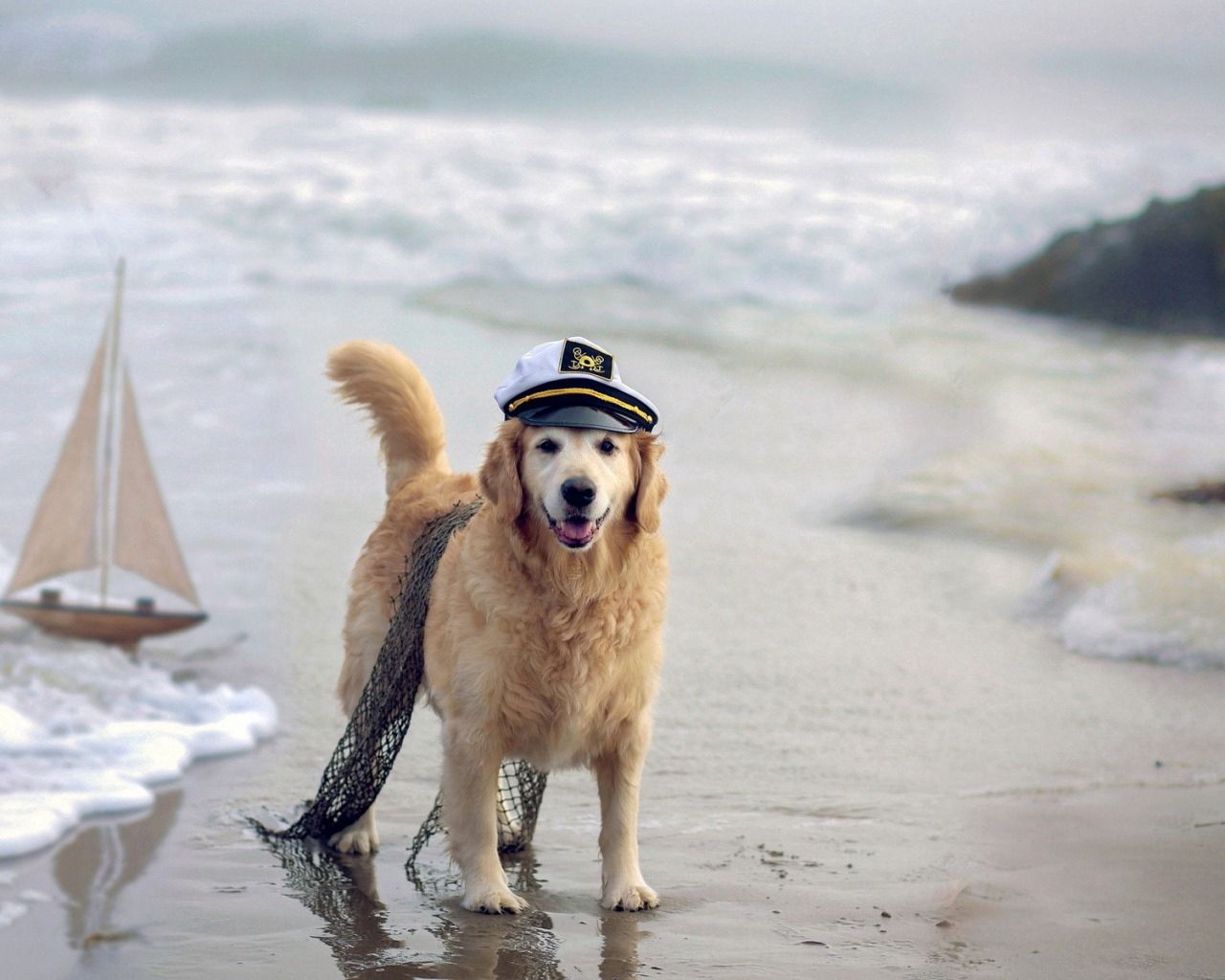 dog, cap, network, sea, ship