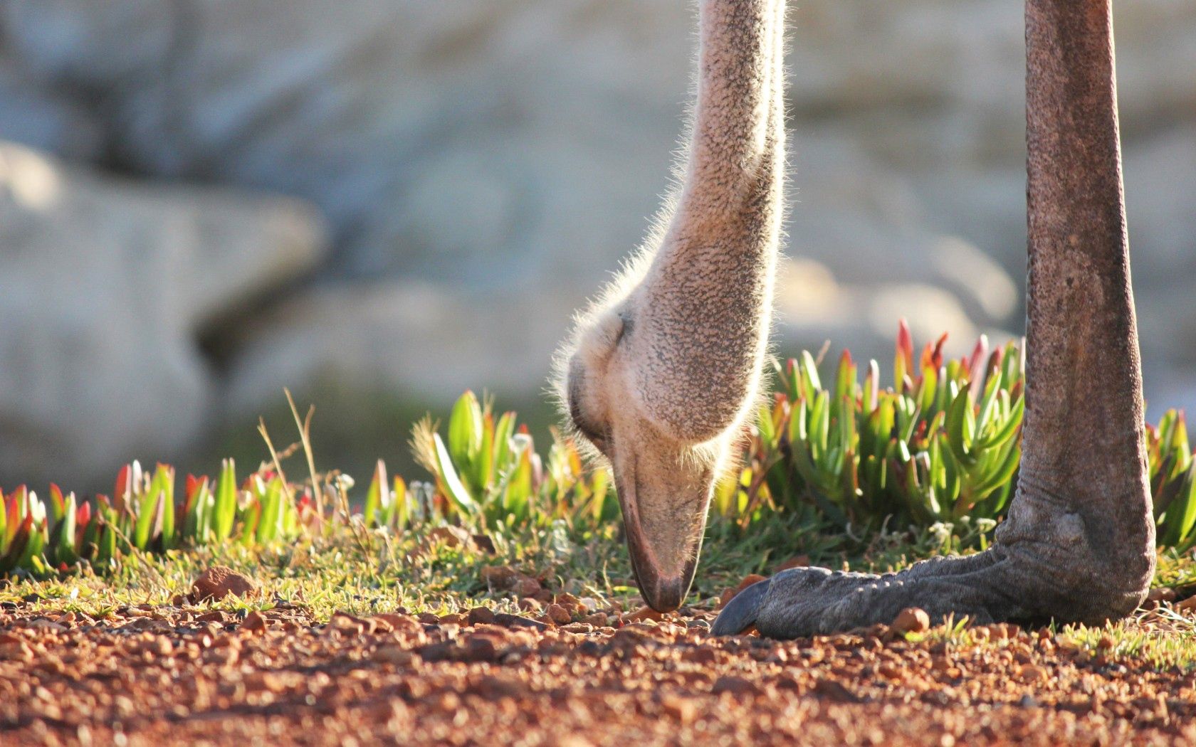 ostrich, rhea, africa