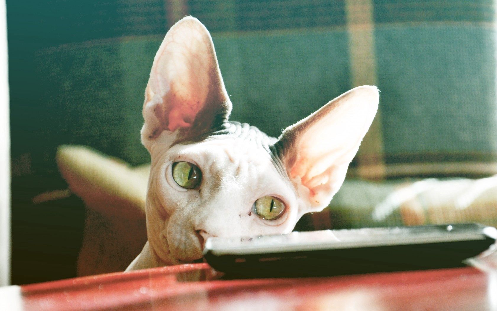 sphynx cat, control, face