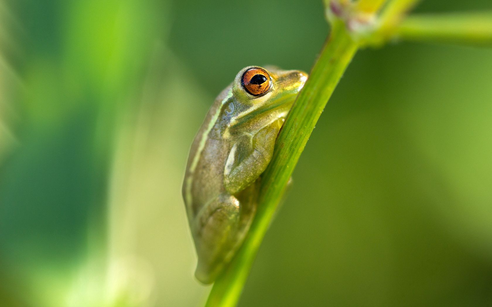 usa, florida, north port, frog