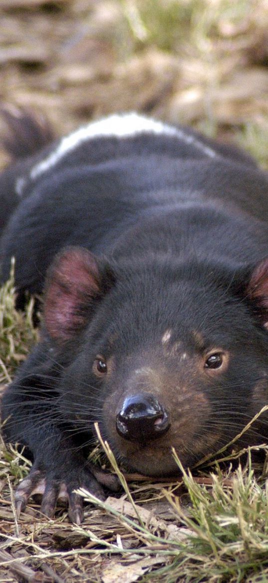 tasmanian devil, grass, small animal, lie