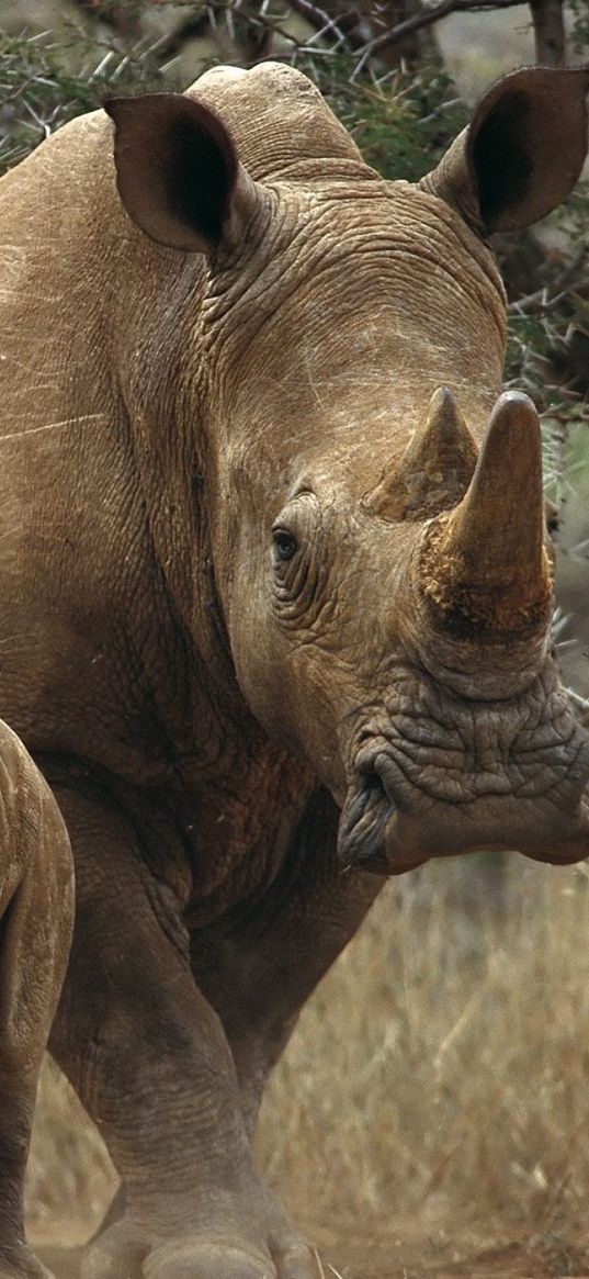 grass, trees, rhinos, couple, walk, woods