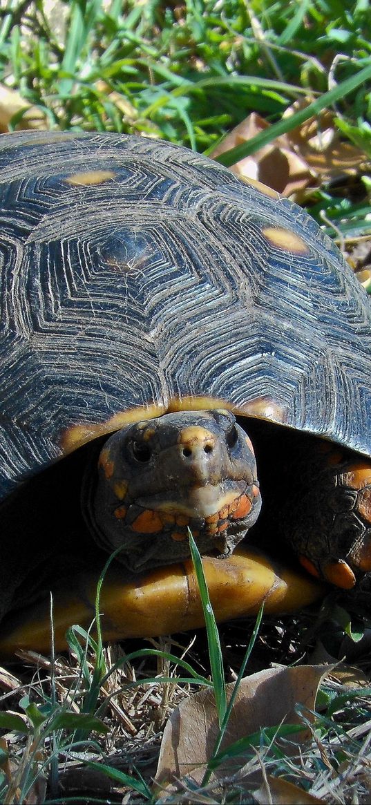 grass, turtle, climbing, spotted