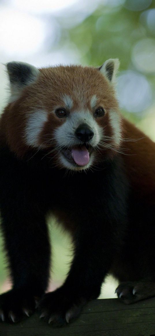 ears, tail, claws, panda, fur, whiskers, tongue