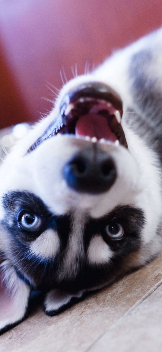 husky, dog, puppy, snout, eyes, lies