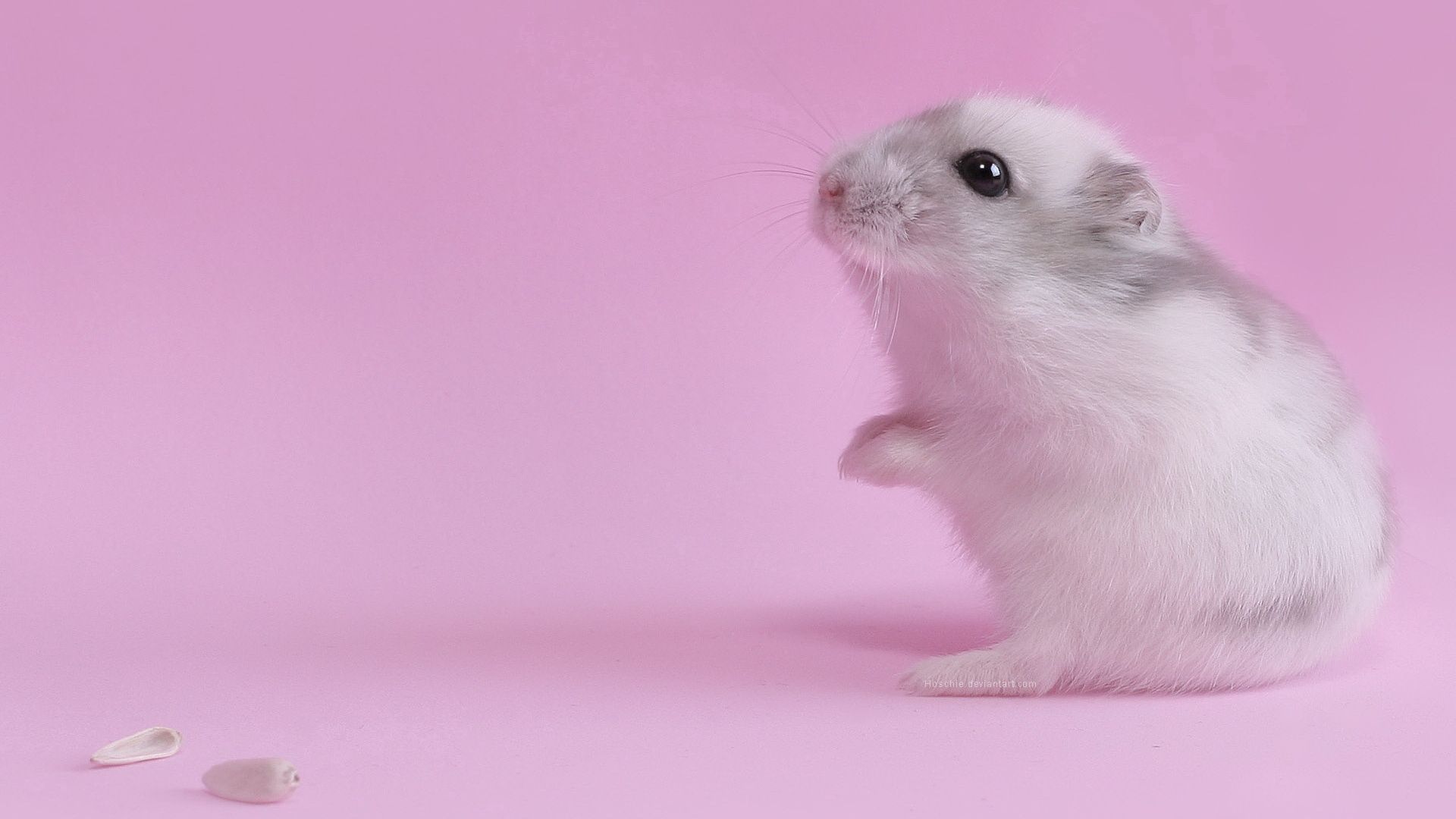 hamster, pink, baby, seeds