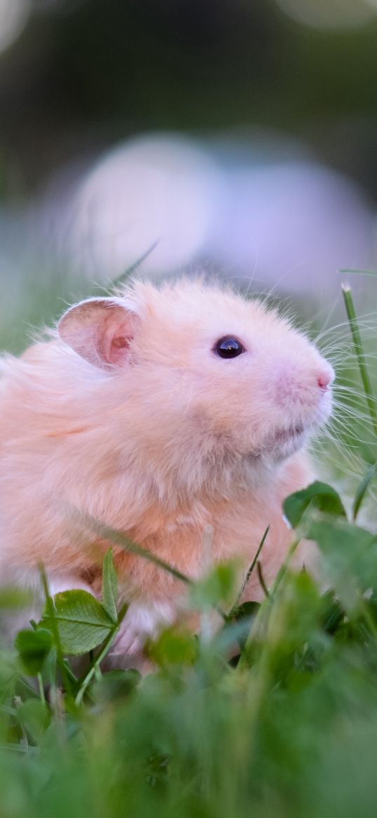 hamster, tea party, game, grass