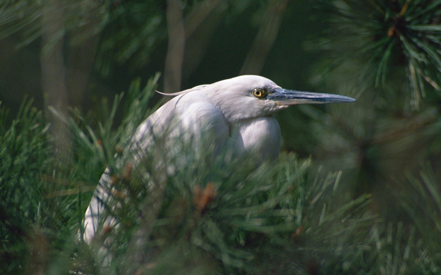 heron, bird, eyes, beak, herbs, bushes