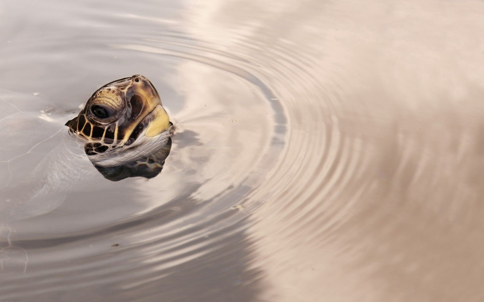 turtles, head, water, surface, wheels