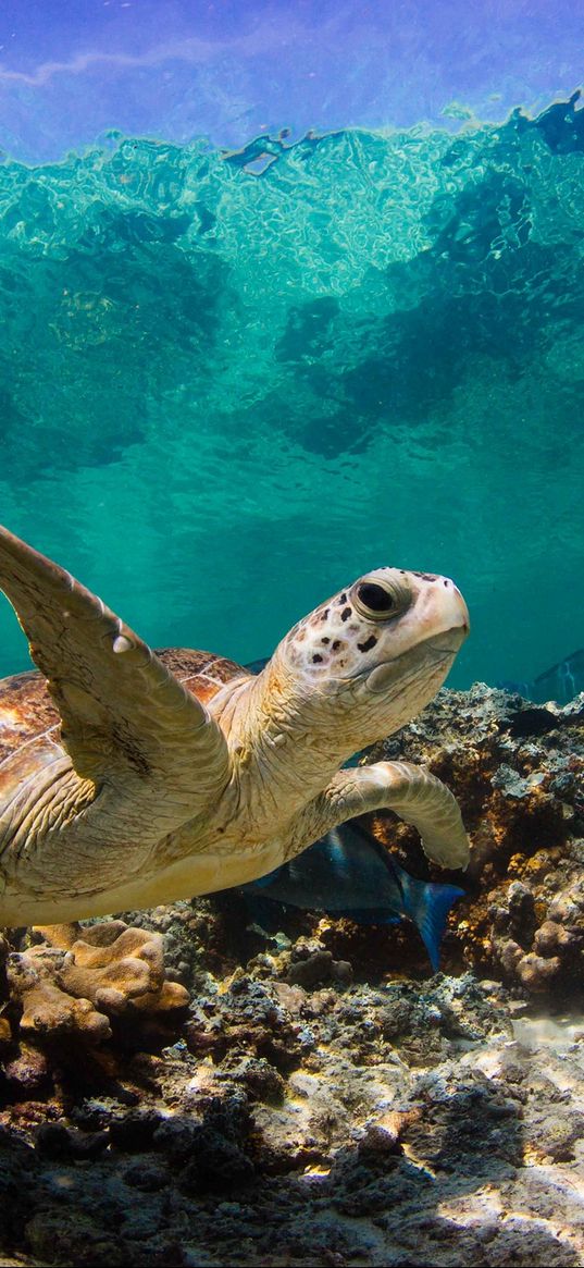 turtle, ocean, water, macro, fish, corals