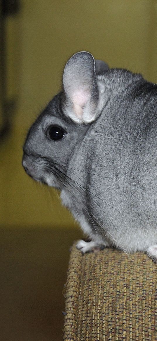 chinchilla, tail, fur, beautiful, cute