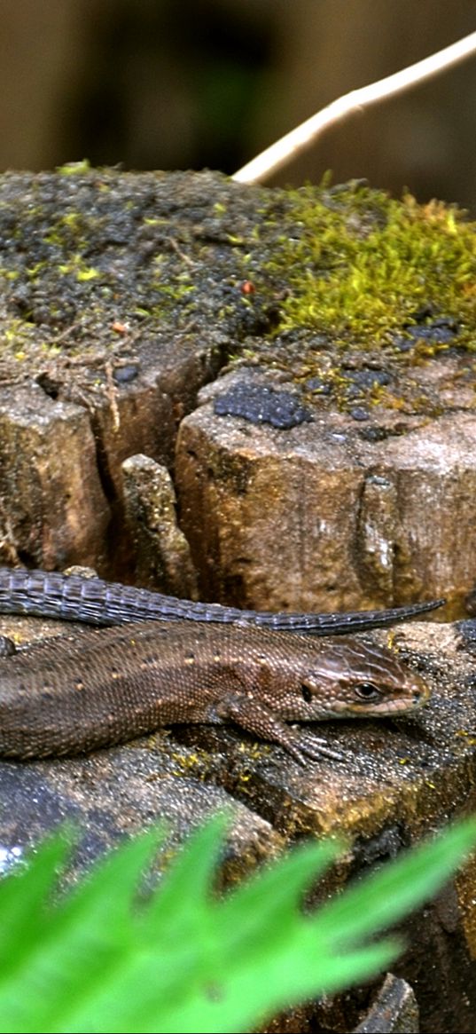 lizard, grass, tree stump, moss