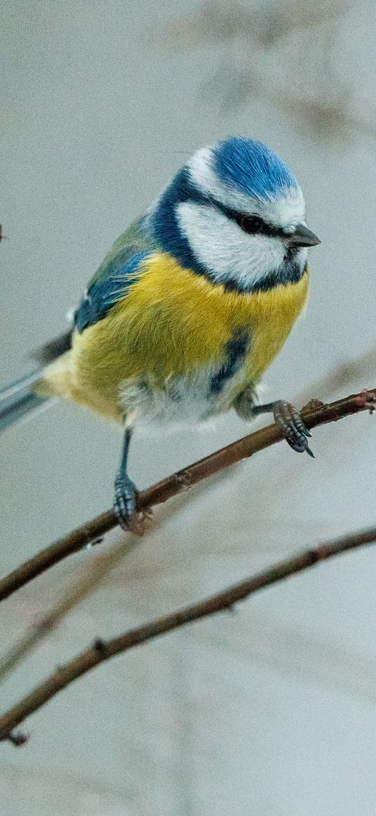 chickadee, bird, branch, wildlife, blur