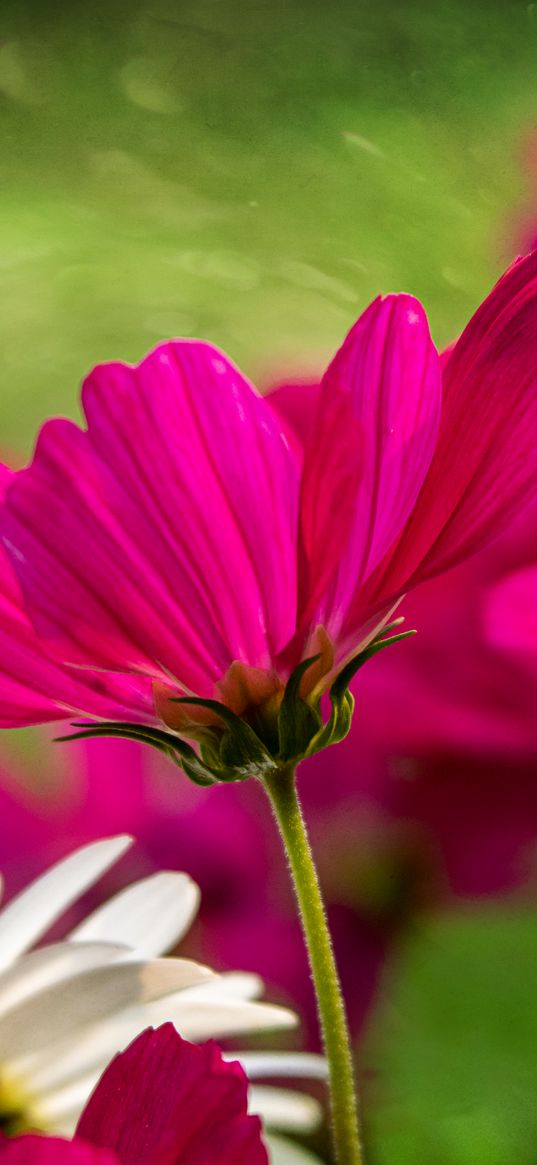 kosmeya, flower, petals, pink