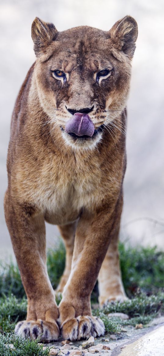 cougar, protruding tongue, predator, animal, big cat