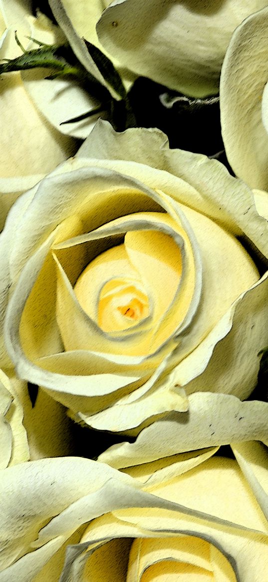 yellow roses, buds, flowers, bouquet