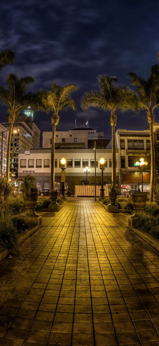 usa, san diego, california, trees, palms, night, pavement, hdr