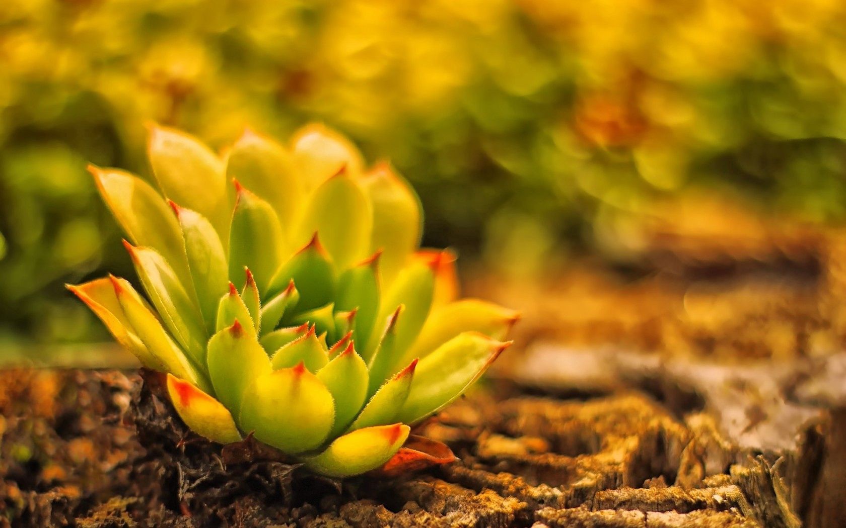 land, plant, blur, cactus, young, rock, rose