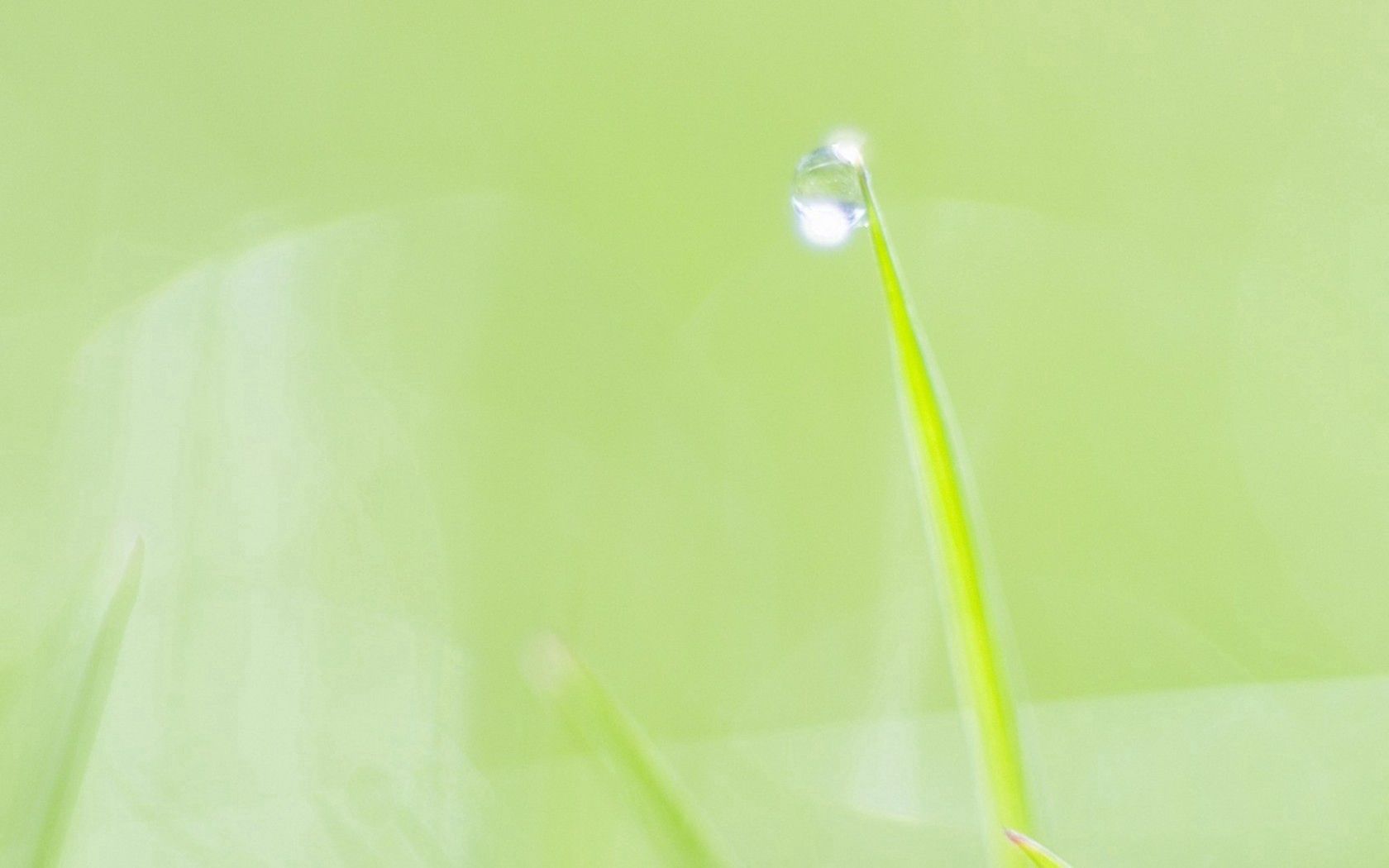 straw, leaves, plants, grass