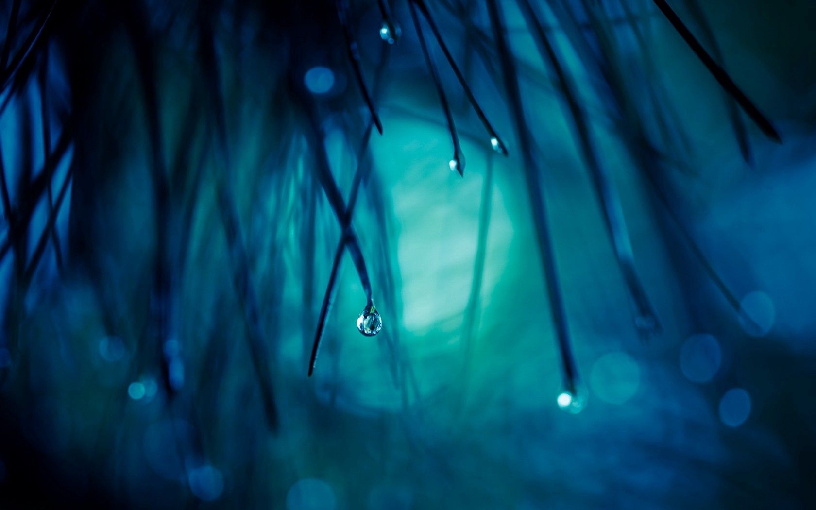 straw, grass, close-up