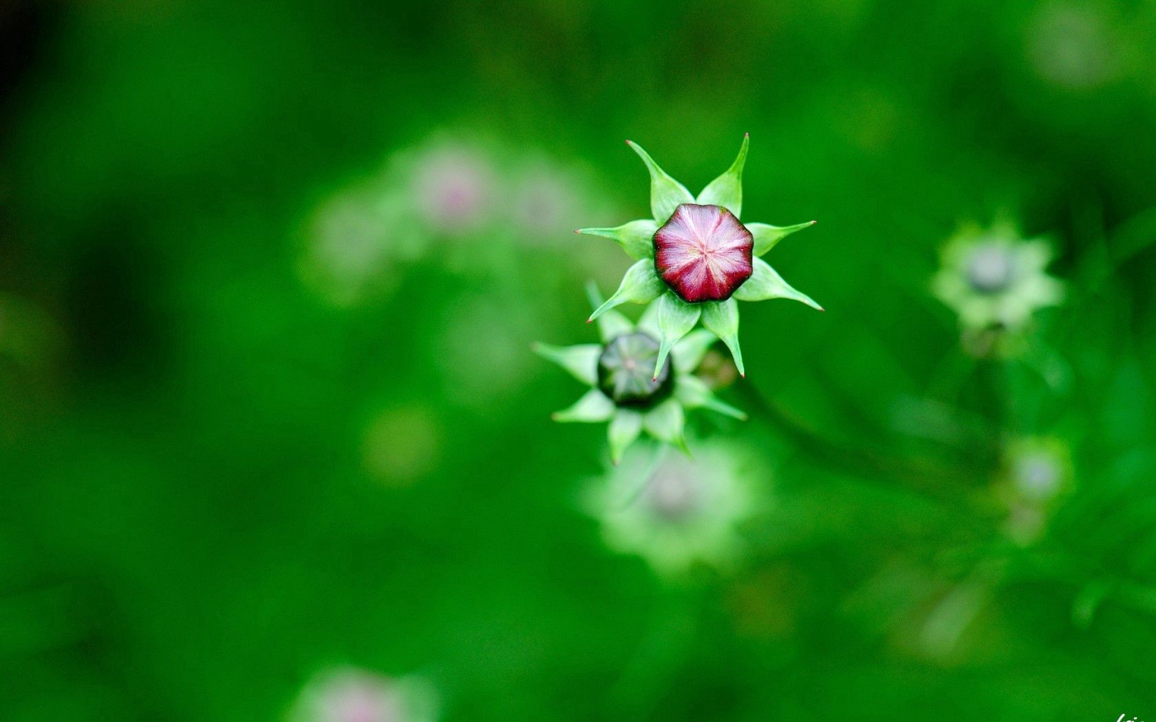 kosmeya, buds, flowers, field, nature, green, blur, focus