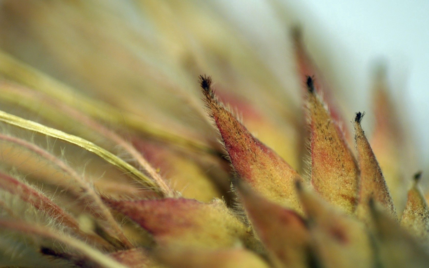 leaf, hairs, edges