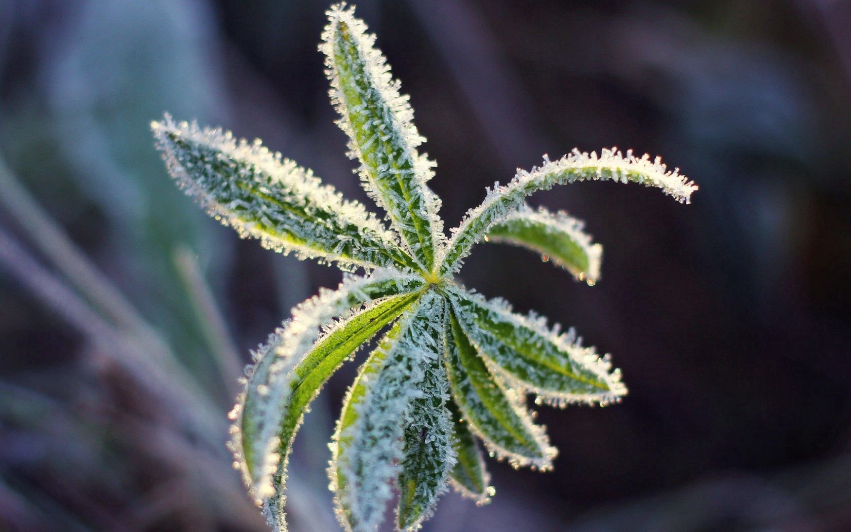 sheet, cold, frost, crystals, carved