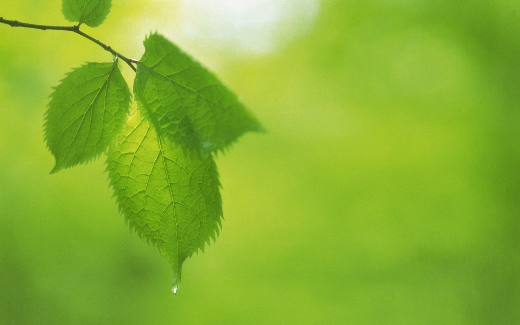 leaves, drops, carved