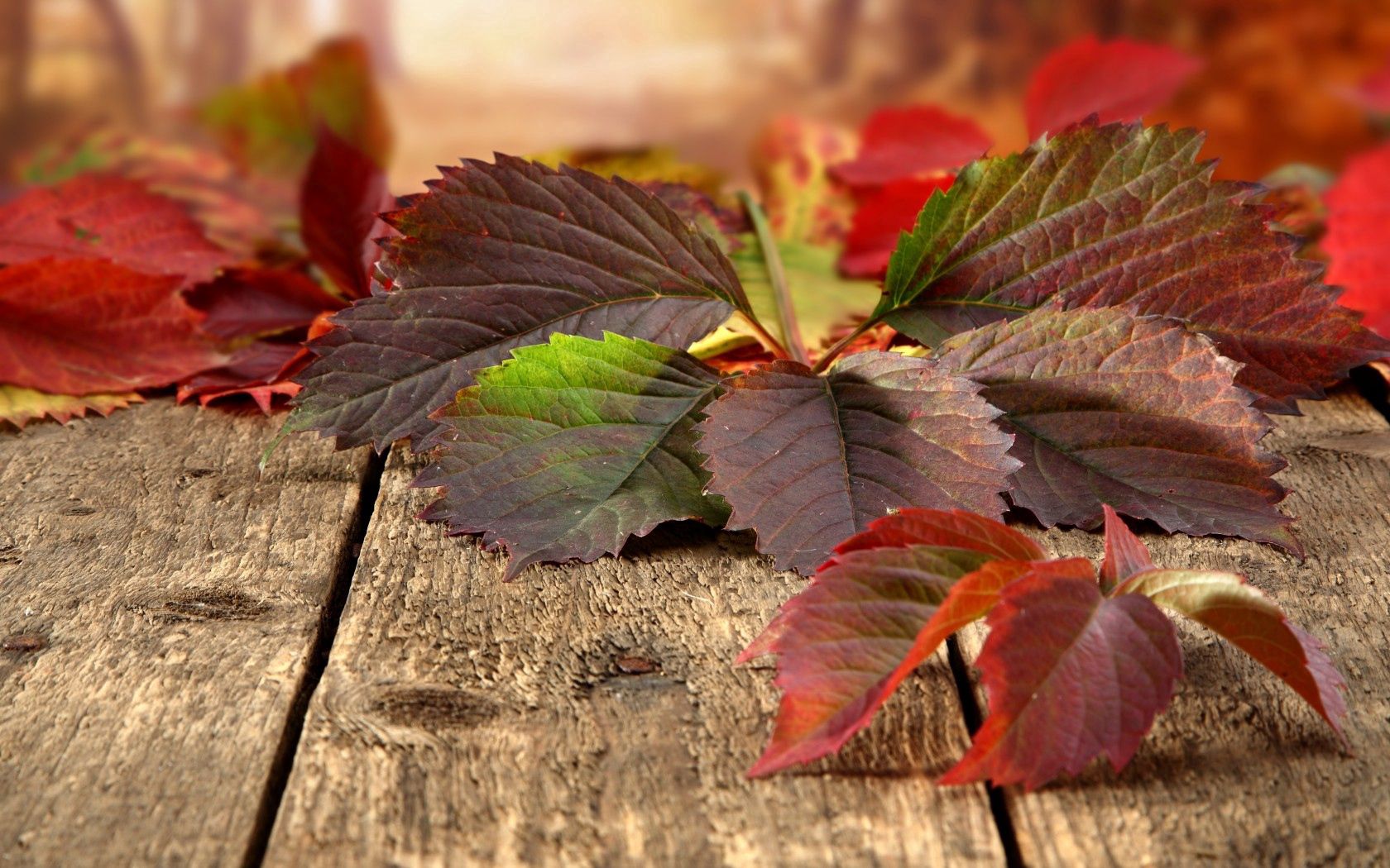 leaves, autumn, boards, nature