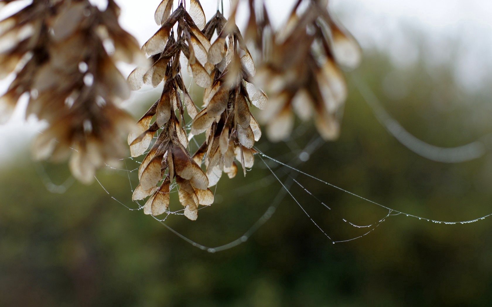 leaves, spider webs, dew, river, autumn, morning, mist