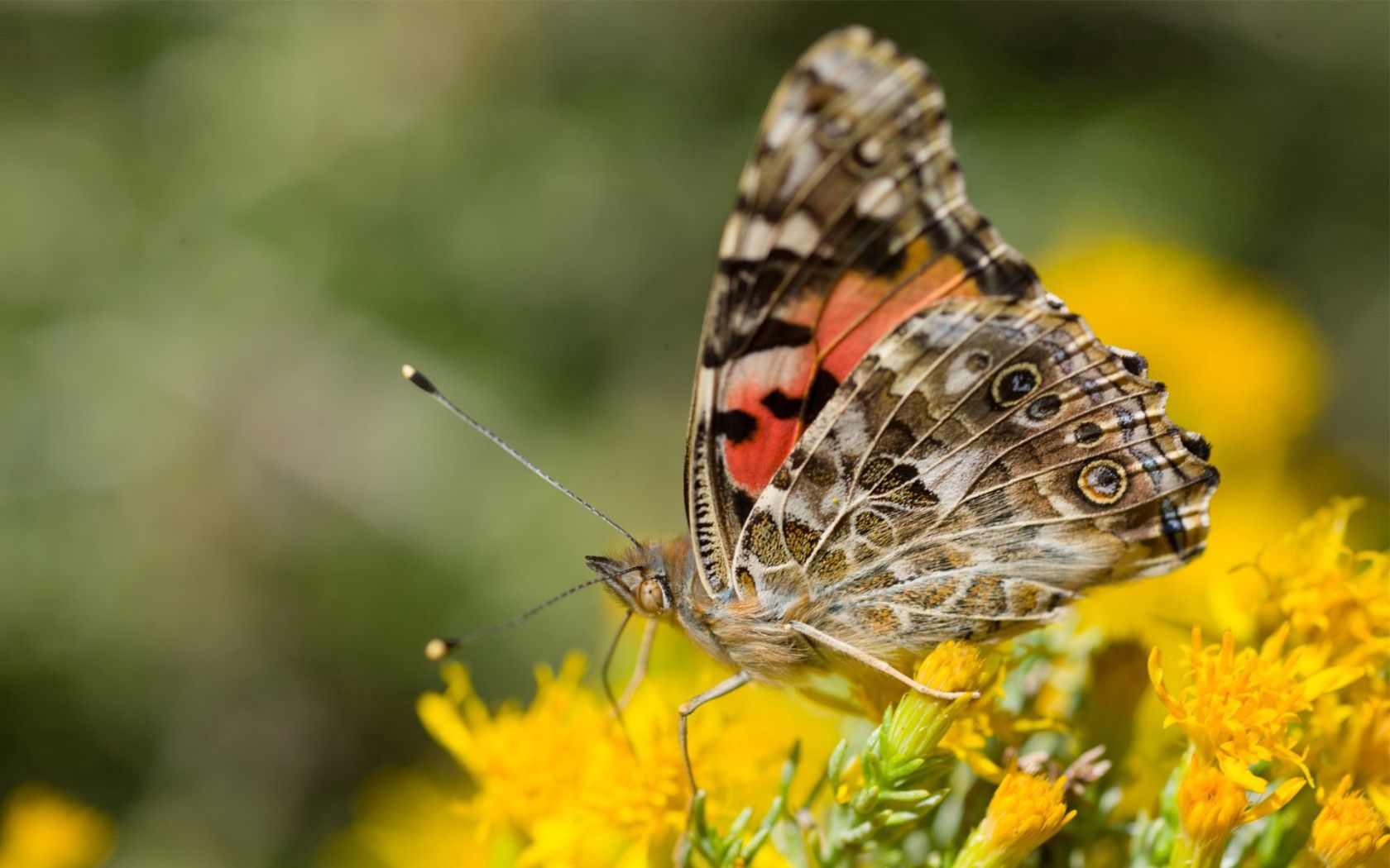 macro, butterfly, wings, flowers, yellow, antennae