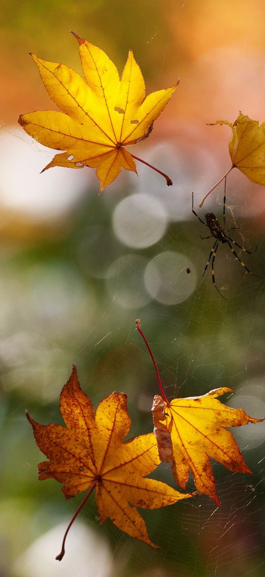 macro, autumn, web, spider, leaves, bokeh