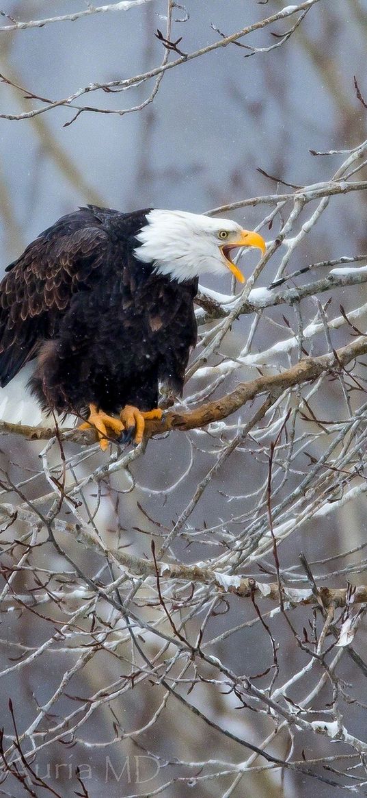 bald eagle, bird, tree, branches