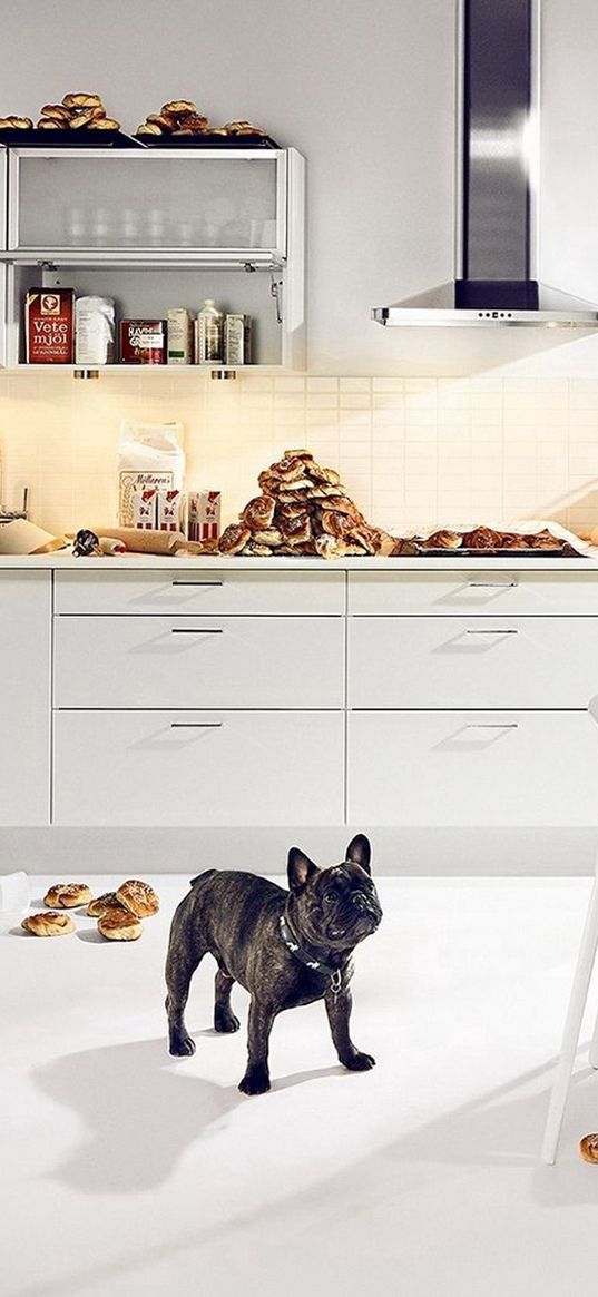 bulldog, dog, kitchen, food