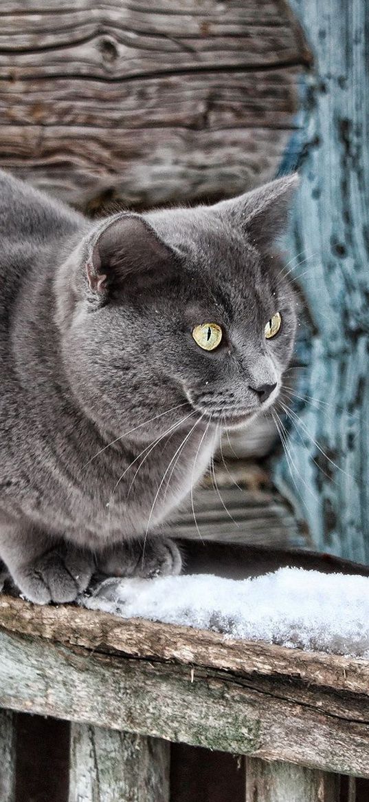 house, window, old, wood, wool, cat