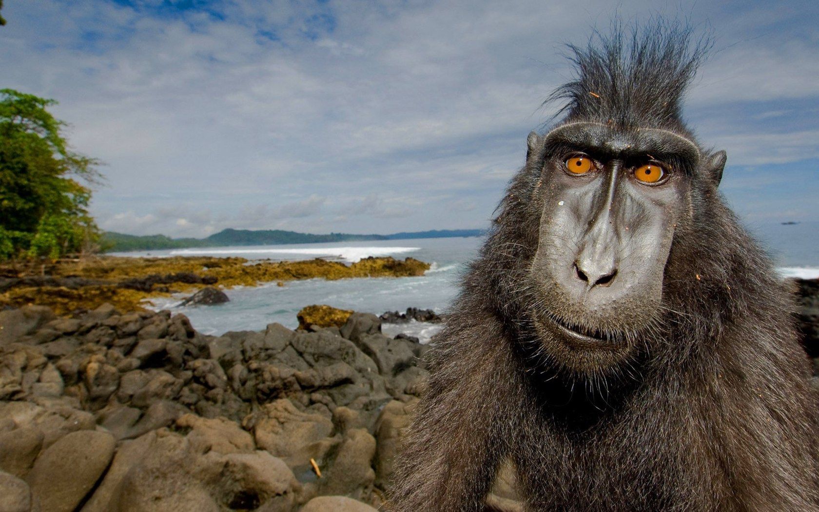 animal, primate, beach, stones, jungle