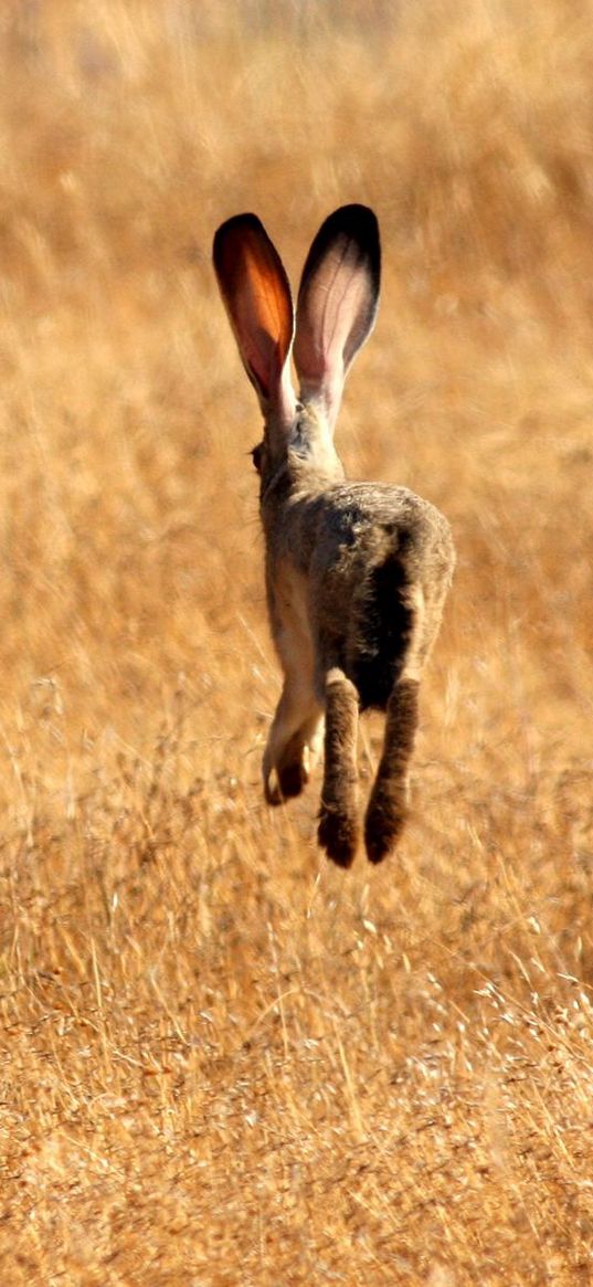 hare, field, meadow, summer, grass