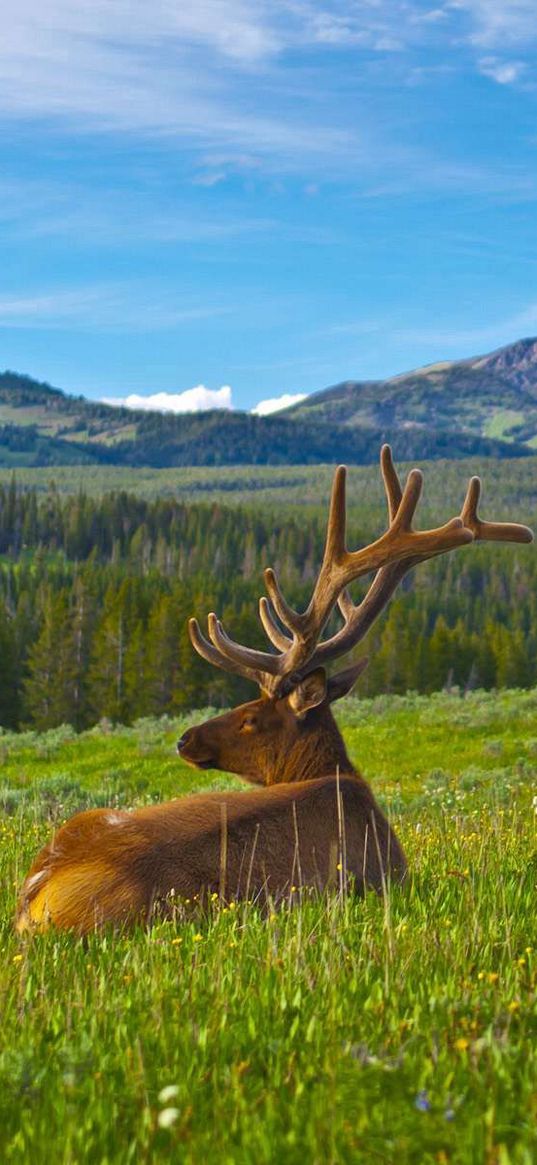 deer, antlers, grass, mountains, landscape