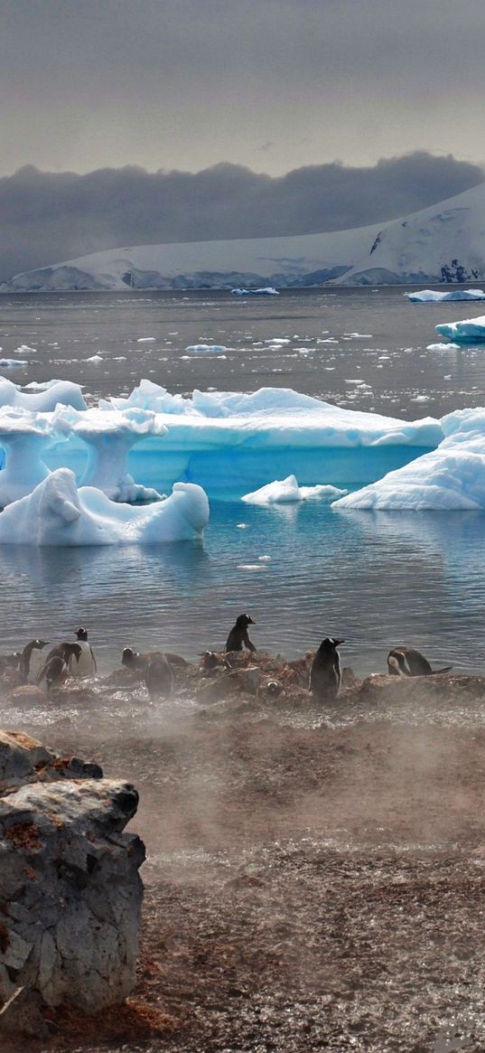 penguins, atmosphere, ice, water, house, fog