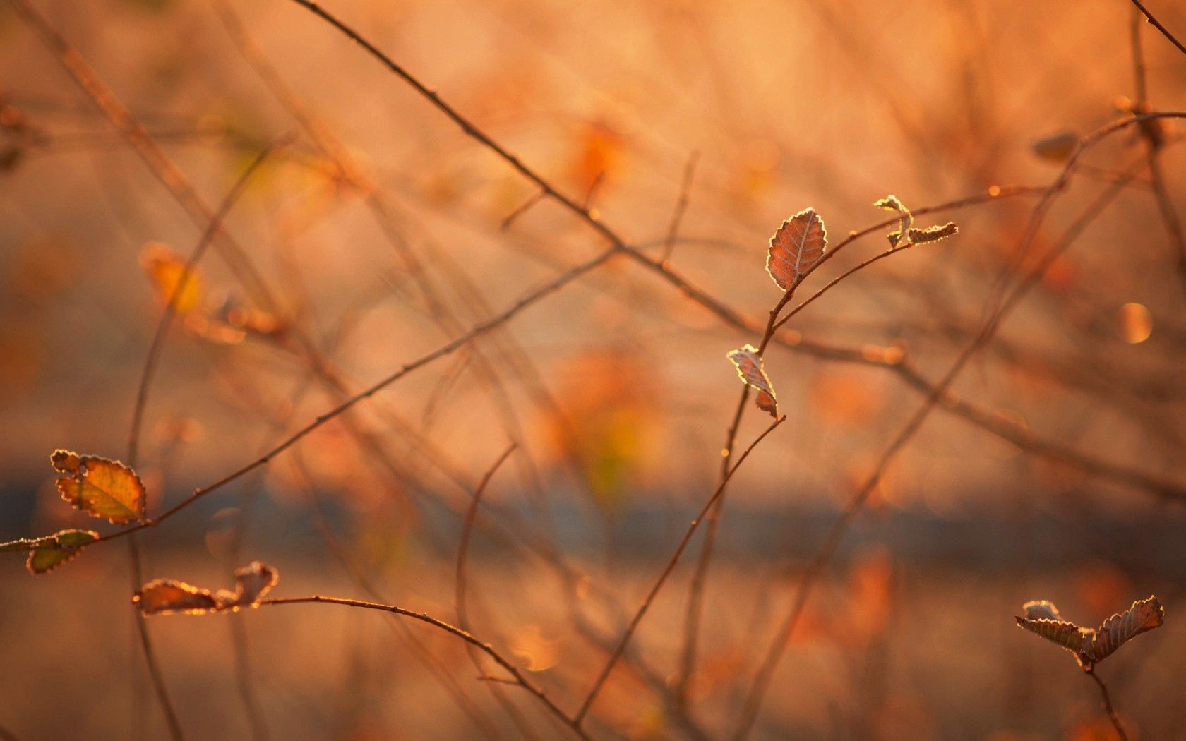 macro, morning, light, heat, autumn, branches, foliage