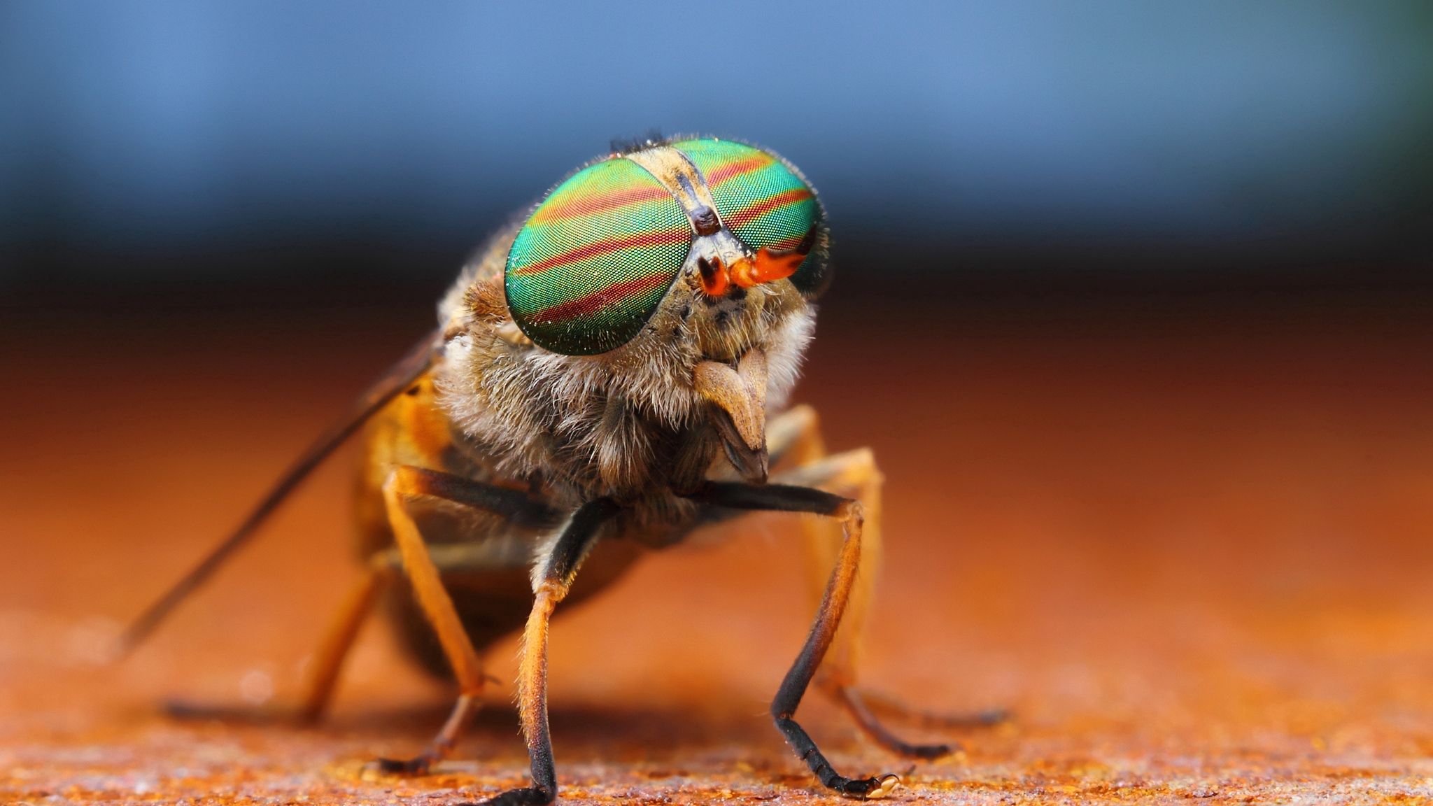 fly, macro, eye, eyes