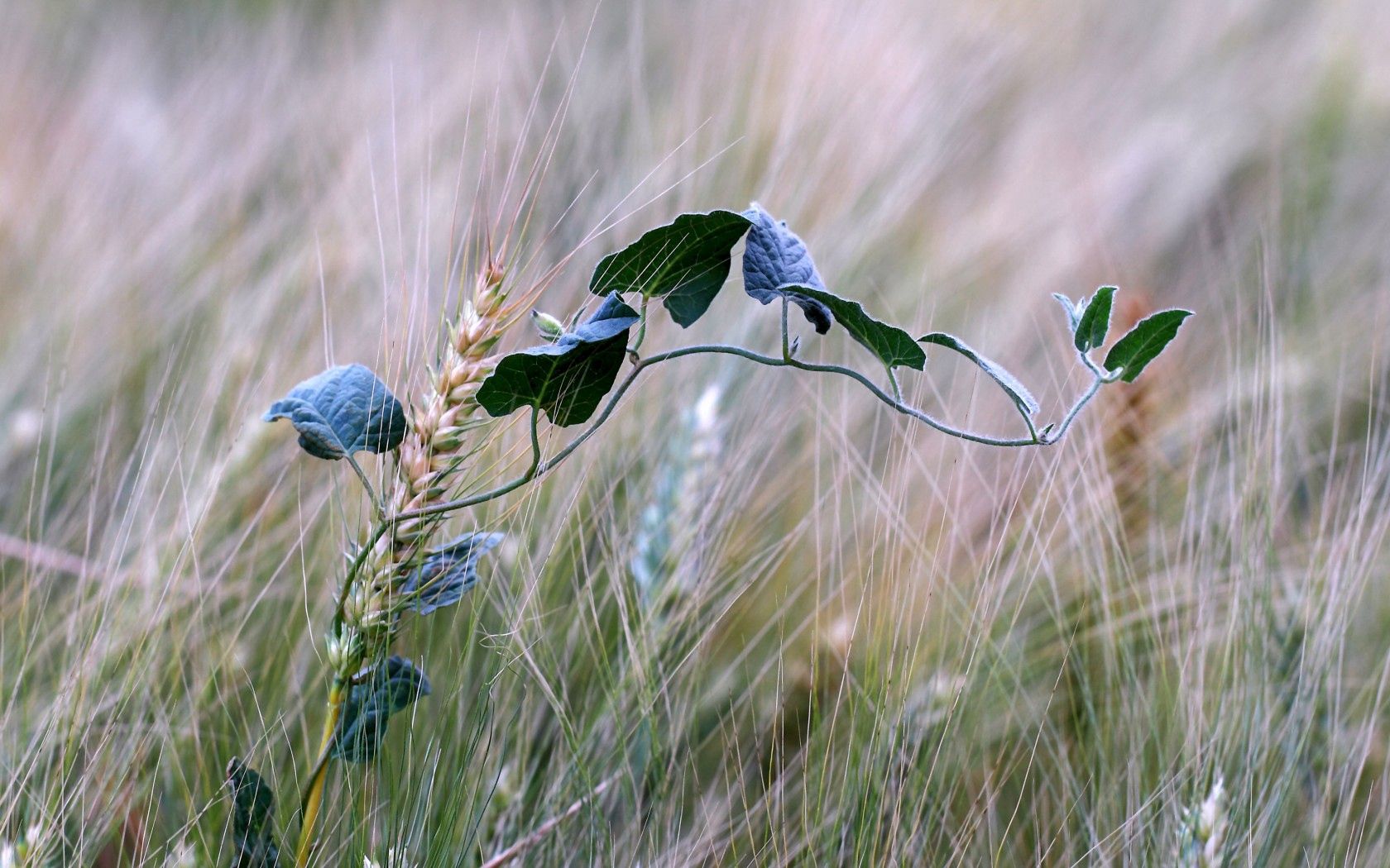 field, ears, bindweed