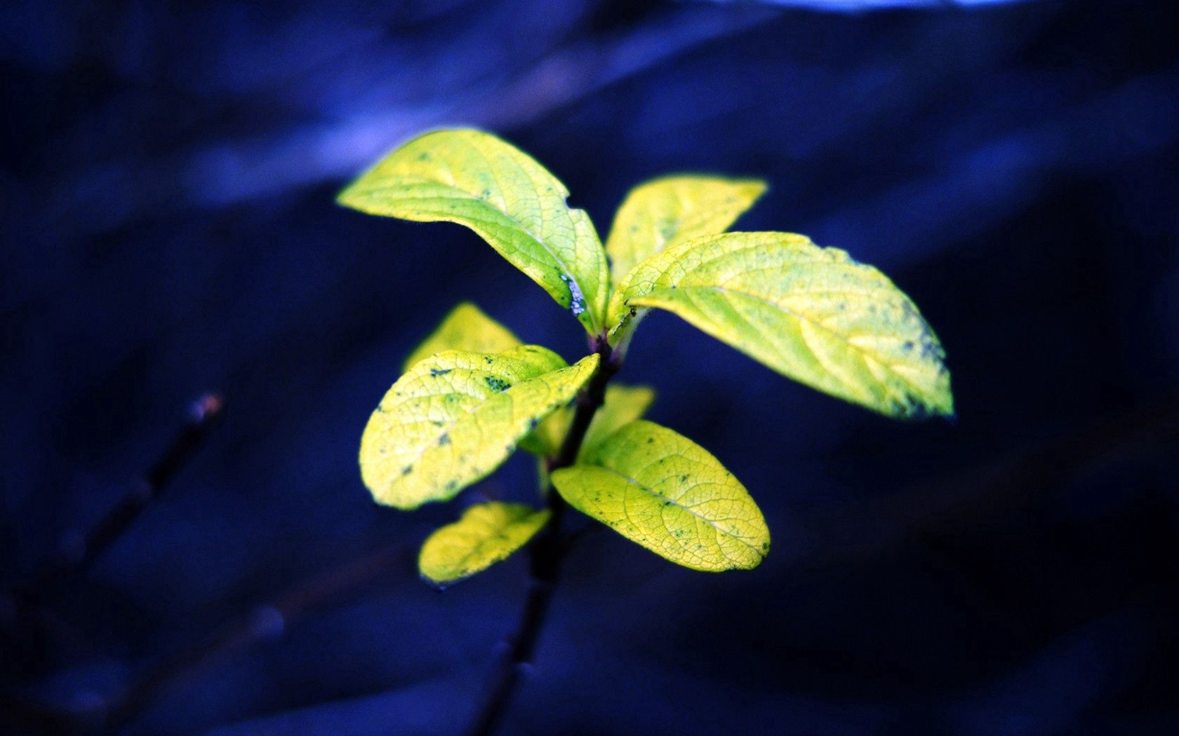 plant, leaves, green, blue background, nature