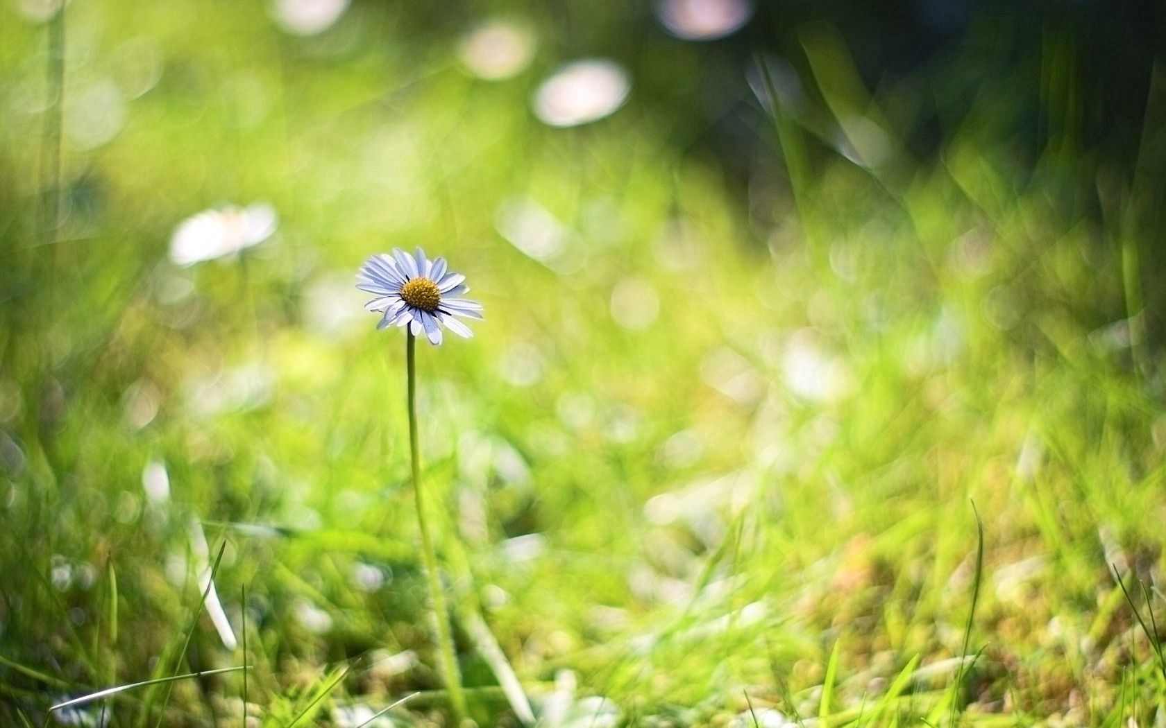 chamomile, background, macro, bokeh, grass, herbs