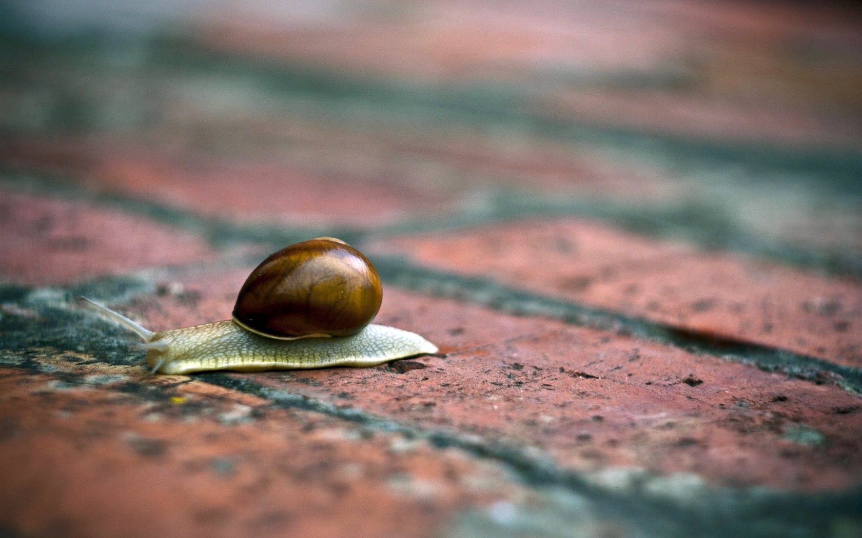 snail, shells, conch, horns, brick, surface, masonry