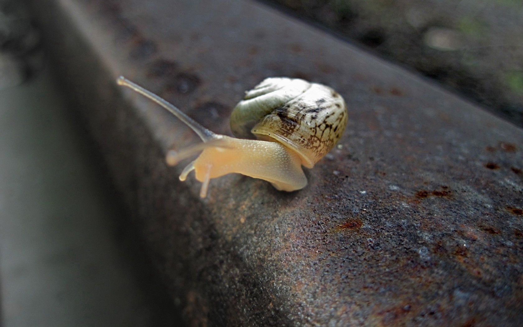 snail, rail, crawling, nature