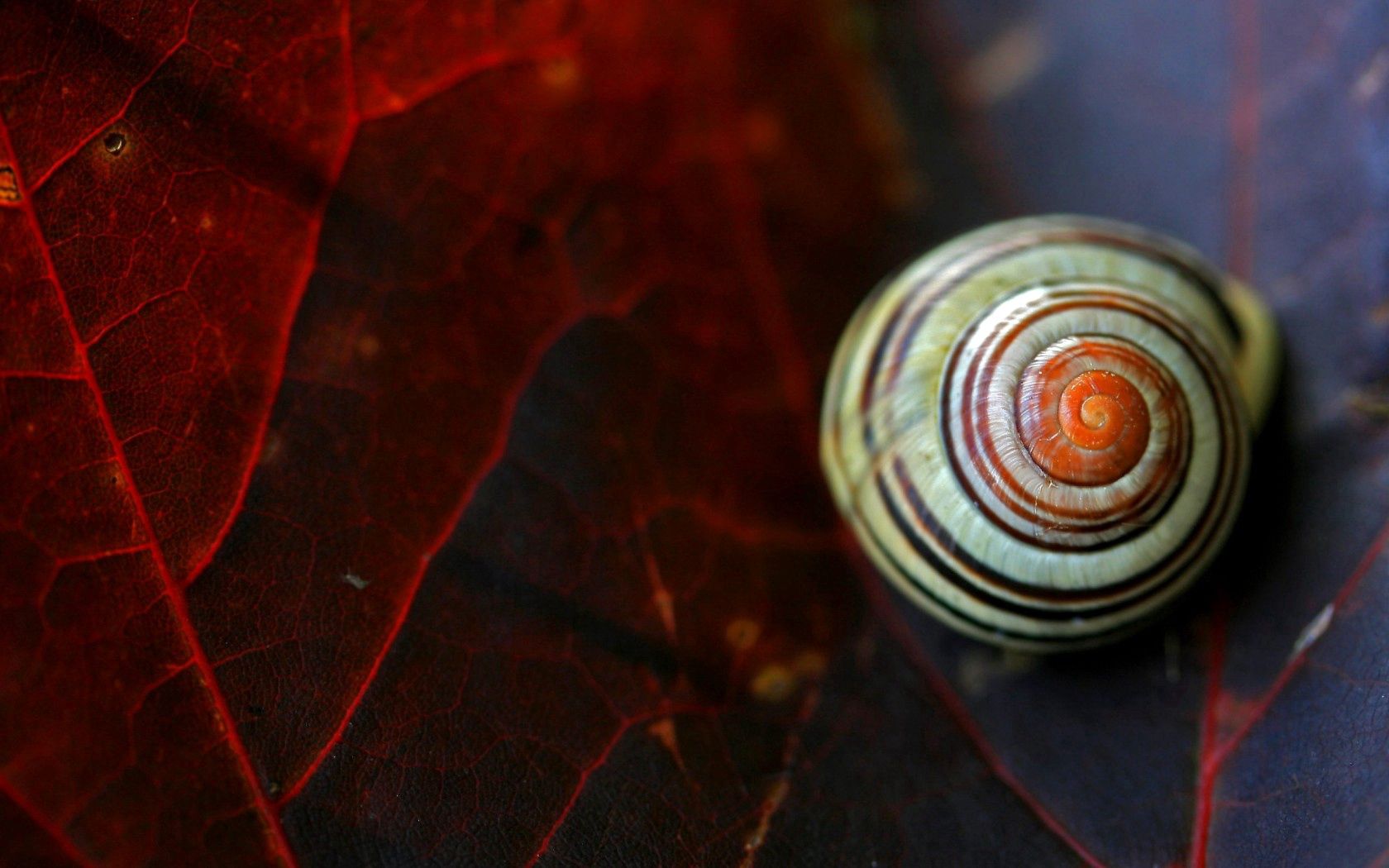 eaf, snail, conch, leaves, seashells