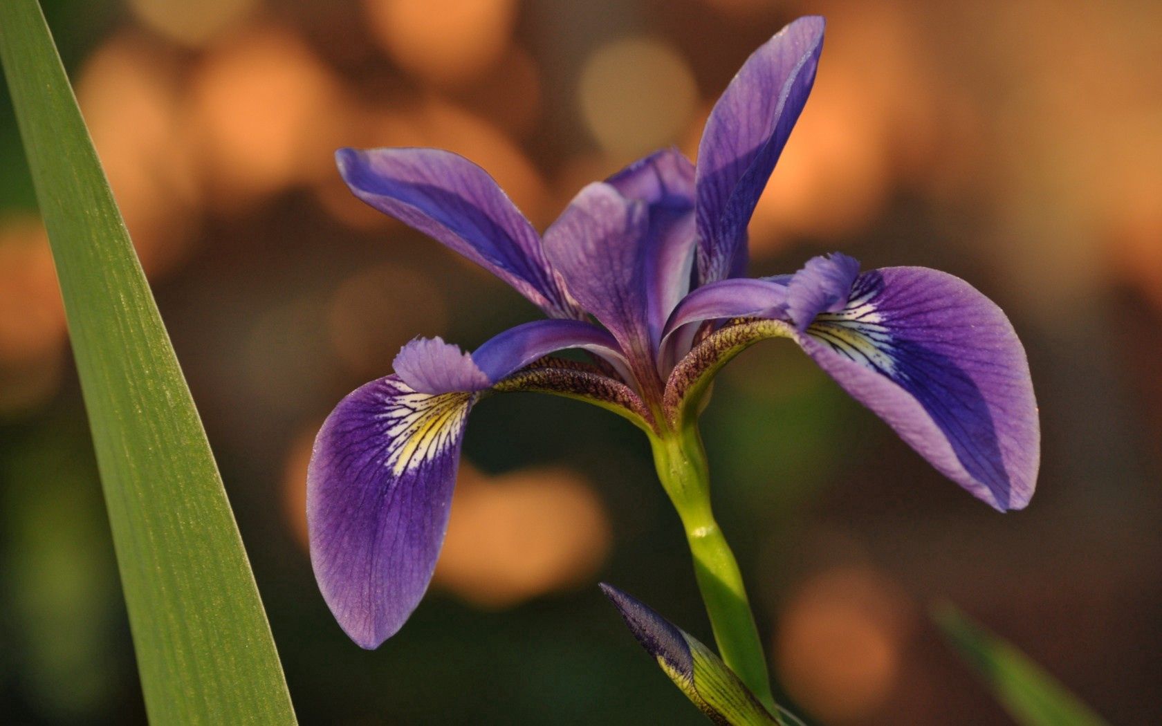 flower, iris, petals