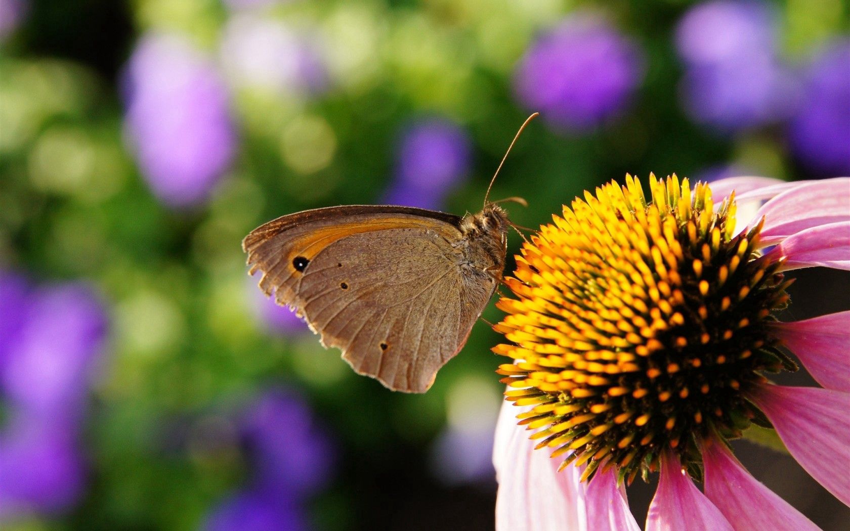 flower, pistils, stamens, insect, butterfly