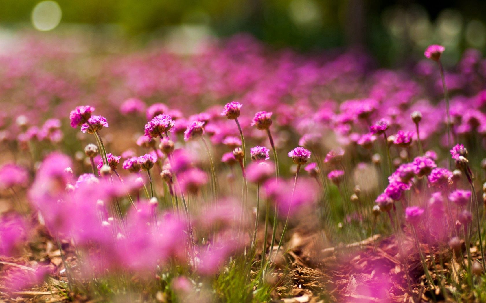 flowers, macro, pink, bokeh